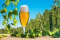 Beer glass before hops harvest Royalty Free Stock Photo