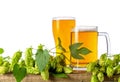 Beer in glass and mug with hops plant cones and branch isolated on white background on wooden table Board Royalty Free Stock Photo