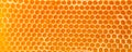 Beer honey in honeycombs. Royalty Free Stock Photo