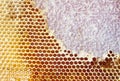 Beer honey in honeycombs