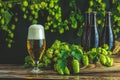 Beer and hop plant. Still life with beer and hop plant in retro style Royalty Free Stock Photo