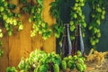 Two brown bottle of beer and hop on a wooden background Royalty Free Stock Photo