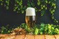 Beer and hop plant. Still life with beer and hop plant in retro style. Glass of cold foamy beer and hop on a dark background Royalty Free Stock Photo