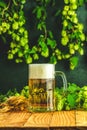 Beer and hop plant. Still life with beer and hop plant in retro style. Glass of cold foamy beer and hop on a dark background Royalty Free Stock Photo