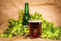 Beer with hop and wheat Royalty Free Stock Photo