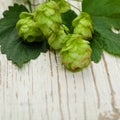 Beer hops plant closeup on white wooden background Royalty Free Stock Photo