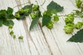 Beer ingredient. Hop on white wooden background