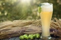 Beer kvass malt hops Royalty Free Stock Photo