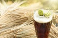 Beer, kvass malt hops Royalty Free Stock Photo