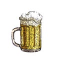 beer lager cup sketch hand drawn vector Royalty Free Stock Photo