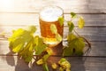 Beer. Mug with beer and hop on sunset summer autumn background. Royalty Free Stock Photo