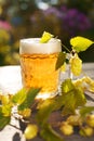 Beer. Mug with beer and hop on sunset summer autumn background. Royalty Free Stock Photo