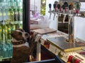 Beer seller, dog at work beach outlet, random joke Royalty Free Stock Photo