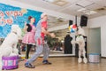 Beer-Sheva, ISRAEL - Two white poodle and clowns playing with a ball July 25, 2015 Royalty Free Stock Photo