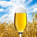 Beer tulip with dew in a cornfield Royalty Free Stock Photo