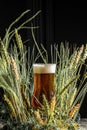 beer, wheat ears. cold beer with foam. banner, menu, recipe place for text Royalty Free Stock Photo