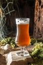 beer, wheat ears. cold beer with foam. banner, menu, recipe place for text Royalty Free Stock Photo