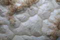 Beer yeast foam - top view - alcohol fermentation process