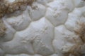 Beer yeast foam - top view - alcohol fermentation process