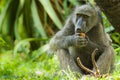 Beerbaviaan, Chacma Baboon, Papio ursinus Royalty Free Stock Photo