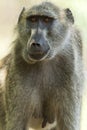 Beerbaviaan, Chacma Baboon, Papio ursinus Royalty Free Stock Photo
