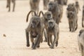 Beerbaviaan, Chacma Baboon, Papio ursinus Royalty Free Stock Photo