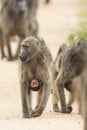 Beerbaviaan, Chacma Baboon, Papio ursinus Royalty Free Stock Photo