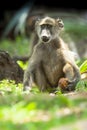 Beerbaviaan, Chacma Baboon, Papio ursinus Royalty Free Stock Photo