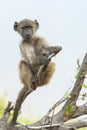 Beerbaviaan, Chacma Baboon, Papio ursinus Royalty Free Stock Photo