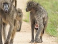 Beerbaviaan, Chacma Baboon, Papio ursinus Royalty Free Stock Photo