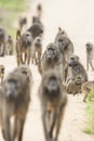 Beerbaviaan, Chacma Baboon, Papio ursinus Royalty Free Stock Photo