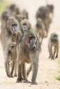 Beerbaviaan, Chacma Baboon, Papio ursinus Royalty Free Stock Photo