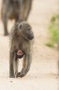 Beerbaviaan, Chacma Baboon, Papio ursinus Royalty Free Stock Photo