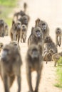 Beerbaviaan, Chacma Baboon, Papio ursinus Royalty Free Stock Photo