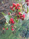 Beeren Royalty Free Stock Photo