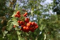 Beeren in Wese am Otternhagener Moor. Royalty Free Stock Photo