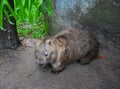 Australian wombat juvenile Vombatus ursinus