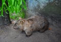 Australian wombat juvenile Vombatus ursinus