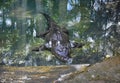 Crocodile resting in the pool