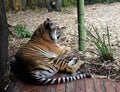 Striped sumatran tiger