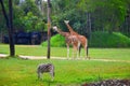 Zebra and giraffes in the African Safari exhibit