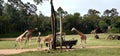 Zookeper feeding giraffes in the African Safari exhibit