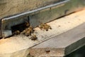 Bees from hive her hive