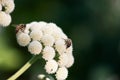 Bees On Ammi Flowers Royalty Free Stock Photo