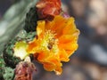 Bees and Ants Foraging on an Orange Prickly Pear Cactus Flower Royalty Free Stock Photo