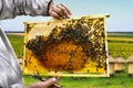 Bees Apis mellifera with queen bee on honeycomb with of honey and pollen in wooden frame in hand beekeeper on background Royalty Free Stock Photo