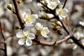 Bees and Apple Blossom