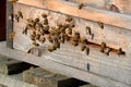 bees arrive in beehive Royalty Free Stock Photo