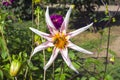 Bees on a beautiful dahlia flower Royalty Free Stock Photo