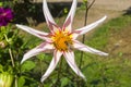 Bees on a beautiful dahlia flower Royalty Free Stock Photo